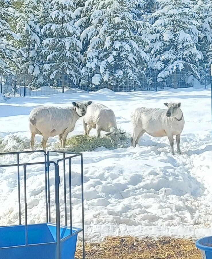 Untitled Shiny Wensleydale sheep after being shorn in the winter near Saint Maries, Idaho