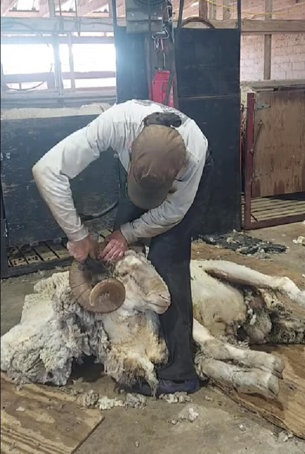 Untitled Woman shearing full curl finewool Rambouillet ram in Texas