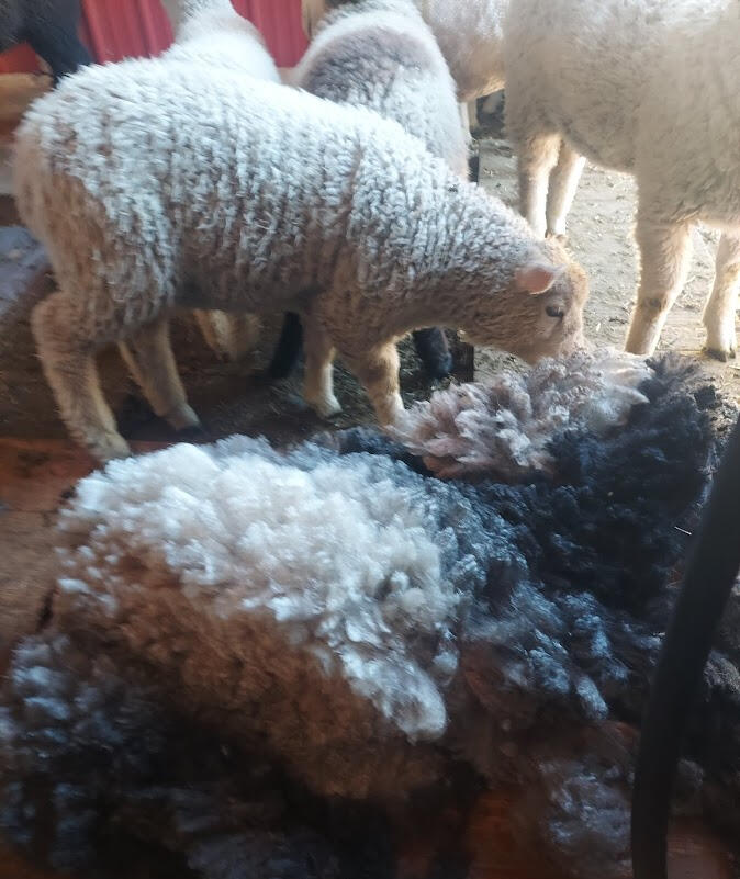 Untitled White Romney lamb inspecting a lustrous natural colored fleece on shearing day in Idaho